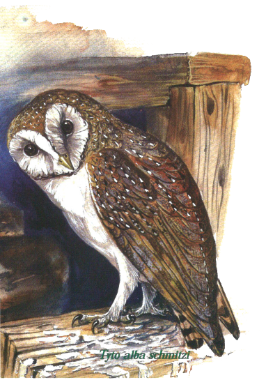 nature-owl